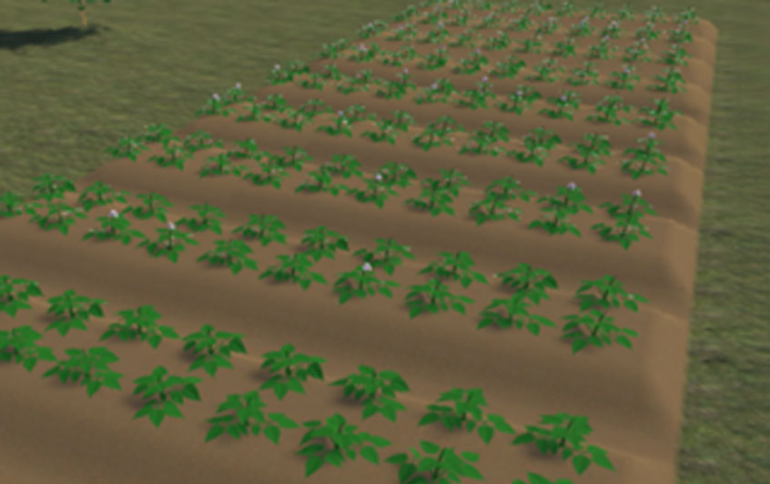 3D Farm Potato Field