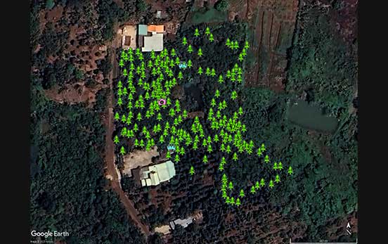 Mapping of cocoa trees.