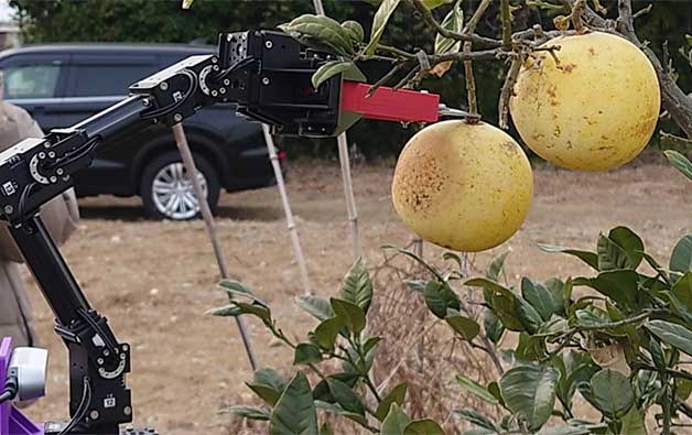 The use of a robot arm for harvesting oranges.