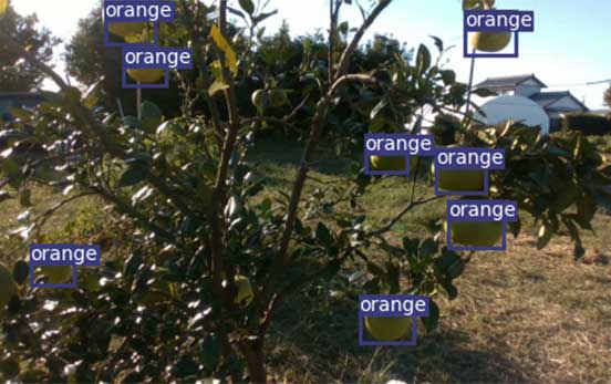 Detecting oranges